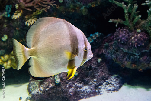 Fototapeta Naklejka Na Ścianę i Meble -  Portrait of beautiful fish in aquarium, undersea world and coral reef scene. Ocean aquarium concept. Big batfish.