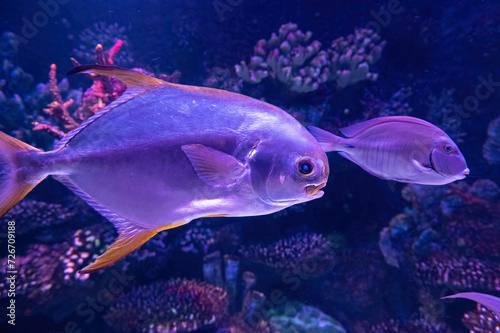 Fototapeta Naklejka Na Ścianę i Meble -  Portrait of beautiful fish in aquarium, undersea world and coral reef scene. Ocean aquarium concept.