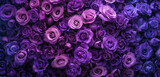 gradient of violet to purple roses in full bloom background