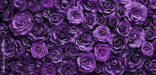 gradient of violet to purple roses in full bloom background