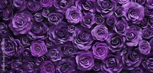 Fototapeta Naklejka Na Ścianę i Meble -  gradient of violet to purple roses in full bloom background