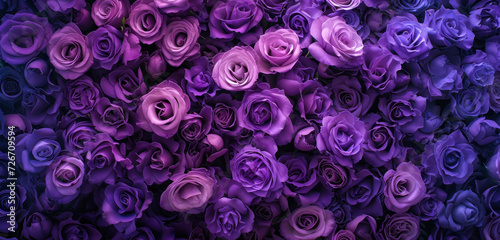 gradient of violet to purple roses in full bloom background photo
