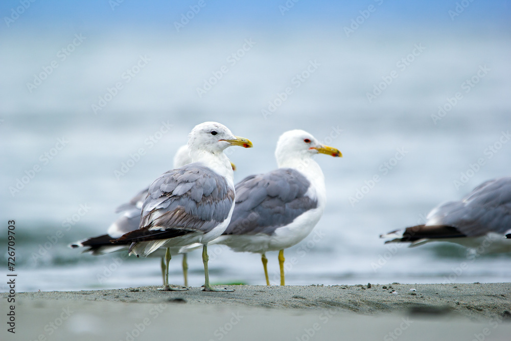 Few California gulls are standing and resting at the sandy beach.