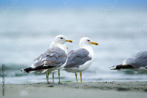 Few California gulls are standing and resting at the sandy beach.