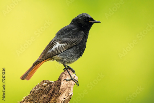 Black redstart perched on a broken branch photo