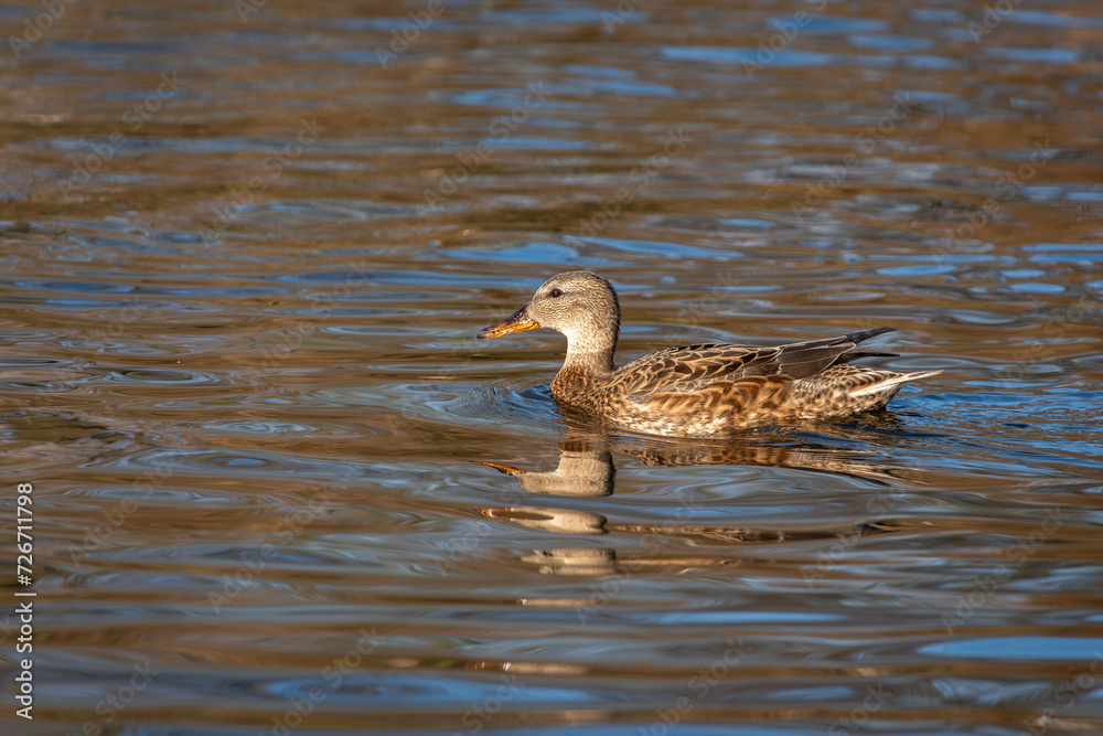 A female gadwall (Anas strepera) swims on a pond A female gadwall (Anas strepera) swims on a pond