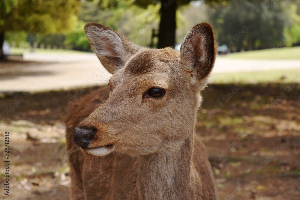 奈良公園 鹿