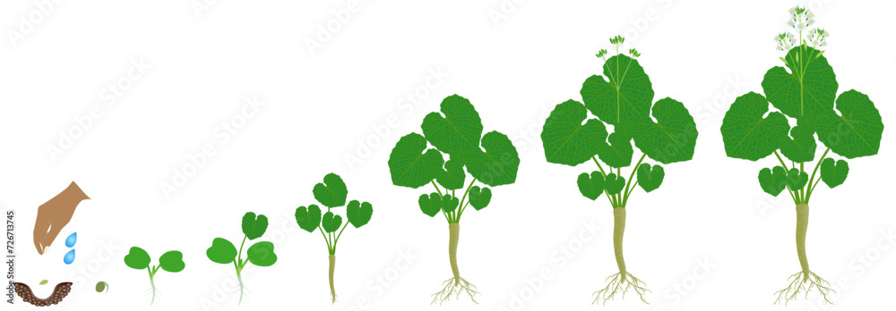 Cycle of growth of wasabi eutrema japonica plant isolated on a white background. Cycle of growth of wasabi eutrema japonica plant isolated on a white background.
