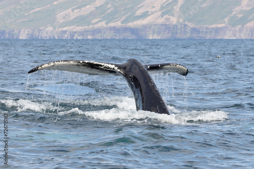 A humpback whale (Megaptera novaeangliae) showing its fluke out of the water in north Iceland