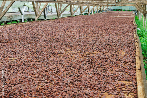 Cacao beans drying in the sun at Roça Diogo Vaz photo
