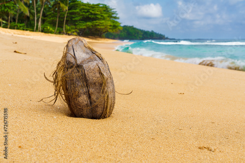 Tropical beach with a coconut on sandy shore at Praia Emilia photo