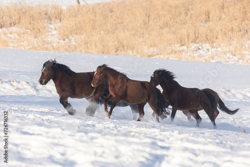 Pferdeherde galoppiert im Schnee