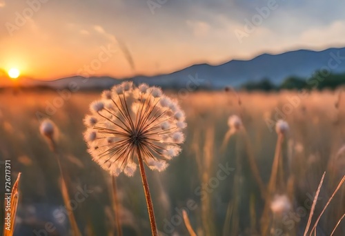 field of dandelions