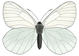 Digital illustration of the Aporia crataegi, the black-veined white, a large butterfly on a transparent background