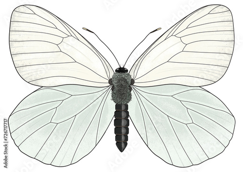 Photos Digital illustration of the Aporia crataegi, the black-veined white, a large but