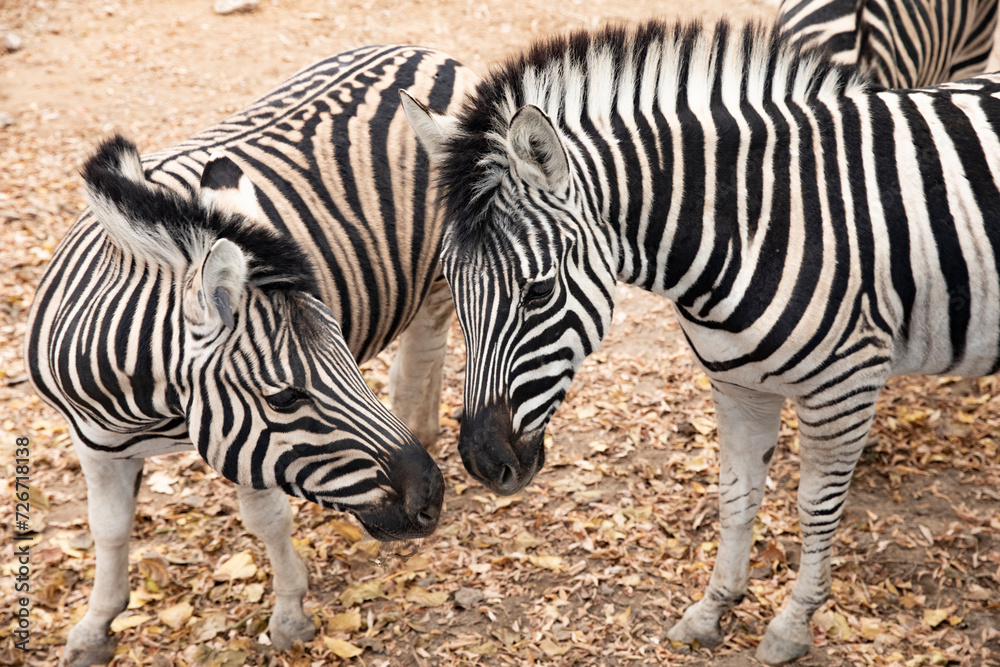 a zebra standing in a field of leaves a zebra standing in a field of leaves