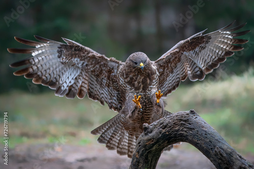 Landing of a Common Buzzard (Buteo buteo) reaching out to perch on branch. In flight in a forest of Noord Brabant in the Netherlands. Wings Spread. 