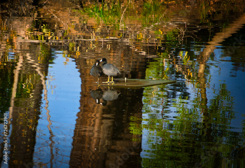 Coots in a pond