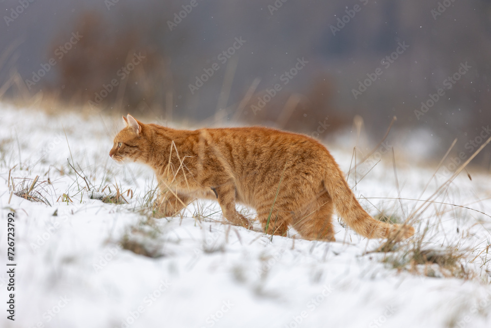 Fototapeta premium Rote Katze maust im Schnee