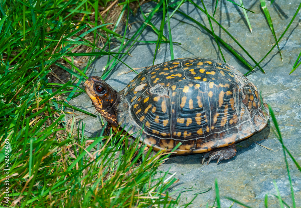 The common box turtle (Terrapene carolina), wild animal in green grass looking for food, New Jersey The common box turtle (Terrapene carolina), wild animal in green grass looking for food, New Jersey