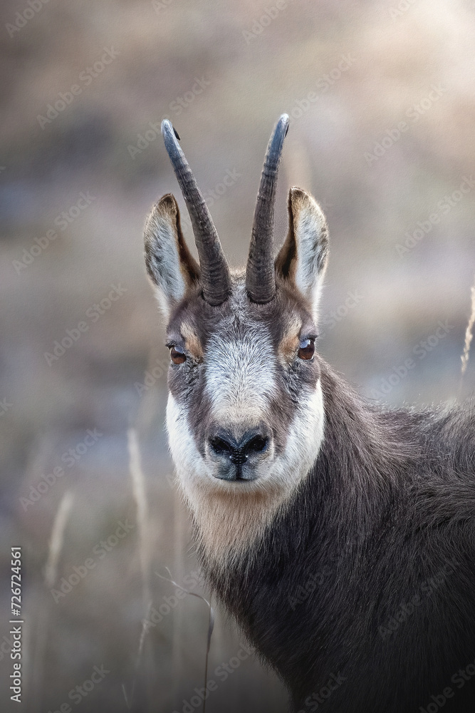 Close-up portrait of Alpine chamois, Rupicapra rupicapra, suffering from bovine keratoconjunctivitis, Alps Mountains, Italy