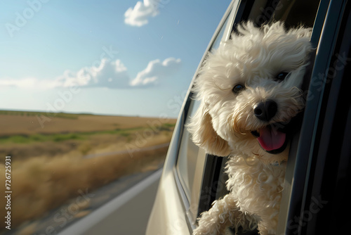 In this heartwarming scene, a poodle dog joyfully sticks its head out of a car window, relishing the sensation of the breeze ruffling its fur as it embarks on a carefree and exhilarating journey