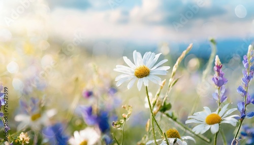 Beautiful field meadow flowers chamomile, blue wild peas in morning against blue sky  © blackdiamond67