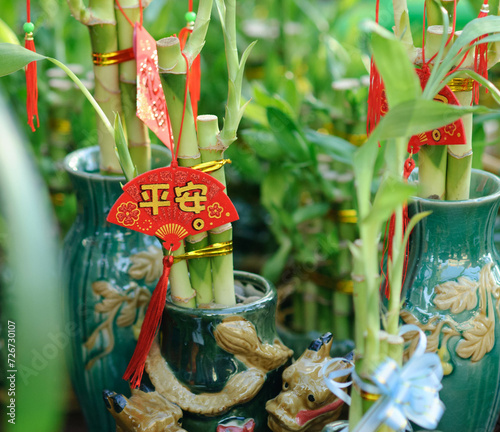 Chinese Year of the Dragon Bamboo Plant in Decorative Pot