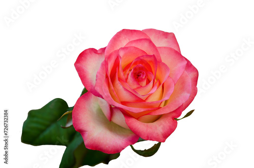 Delicate rose flower on a white background