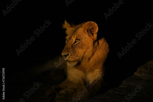 Lioness in the darkness