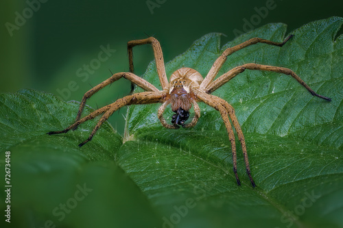 Nursery Web Spider on leaf (Pisaura mirabilis), poised and alert.