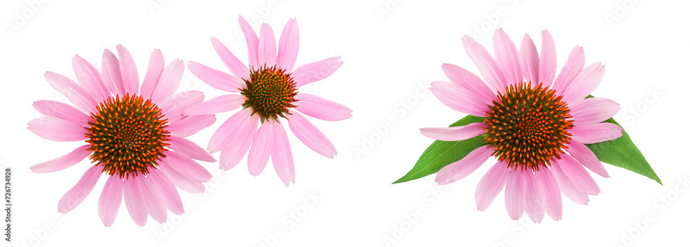 Coneflower or Echinacea purpurea isolated on white background, Top view. Flat lay. Coneflower or Echinacea purpurea isolated on white background, Top view. Flat lay.