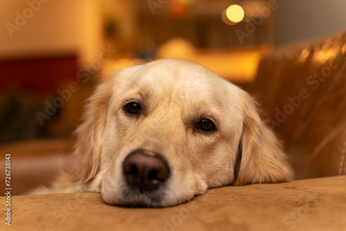 Golden retriever resting on couch indoors