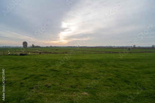 Sheep grazing on a grass field in De Ronde Venen, the Netherlands