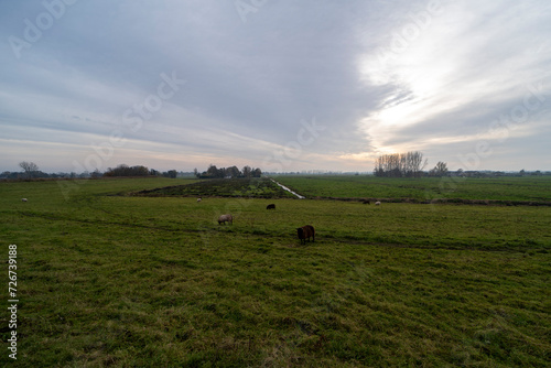 Sheep grazing on a grass field in De Ronde Venen, the Netherlands