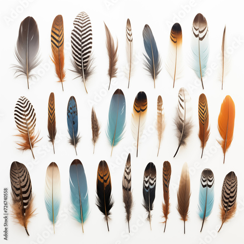 An assortment of colorful feathers © Lithographica