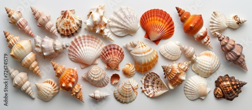 Natural sea shells of different varieties on a light gray backdrop.