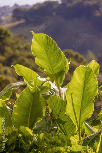 Indian shot leaves illuminated by the light of the sunset, in a garden at the eastern Andes mountains of central Colombia. photo