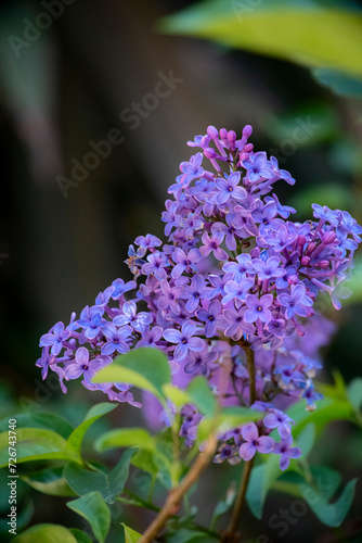 Natural background, bright flowers of a spring lilac bush. Purple lilac flowers in close-up on a blurred background. A bouquet of purple flowers. Vertical photo