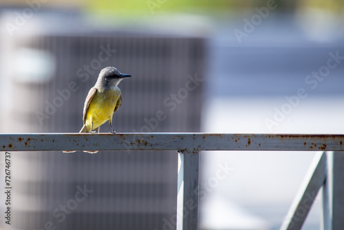 Tropical Kingbird (Tyrannus melancholicus) in Central and South America. photo
