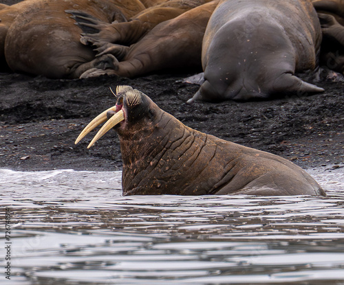 Noisy Walrus