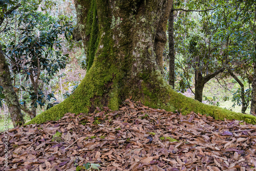 The root of an old Colombian oak tree covered with moss, with a lot of dried oak leaves on the ground, in an forest in the hillside of the Iguaque mountain in central Colombia. photo