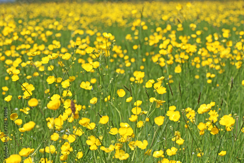 Grass meadow with buttercup flowers 