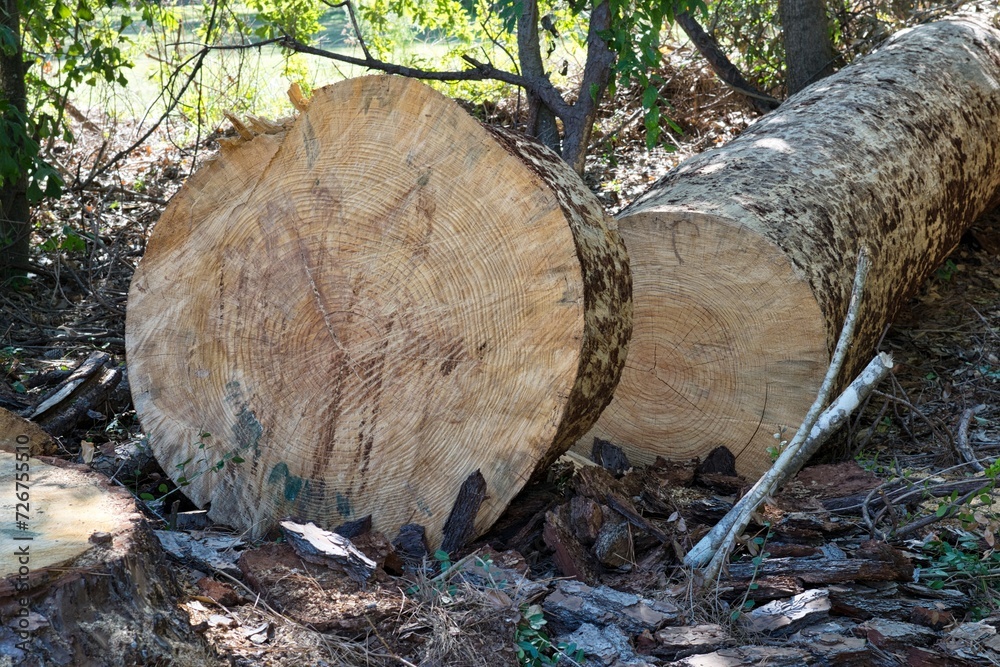 Cypress tree cut down in a forest on the edge of a clearing. Logging industry and tree removal conceptual image. Cypress tree cut down in a forest on the edge of a clearing. Logging industry and tree removal conceptual image.