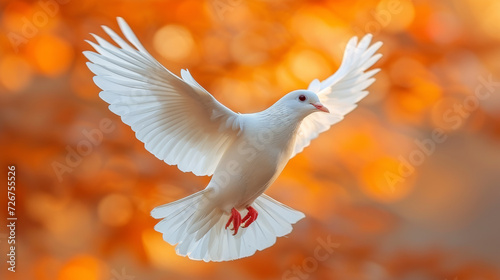 White dove  Soaring Through the Air With Spread Wings. Peace  Symbol.