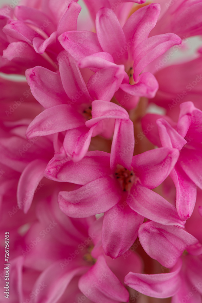 Macro texture of pink hyacinth flowers