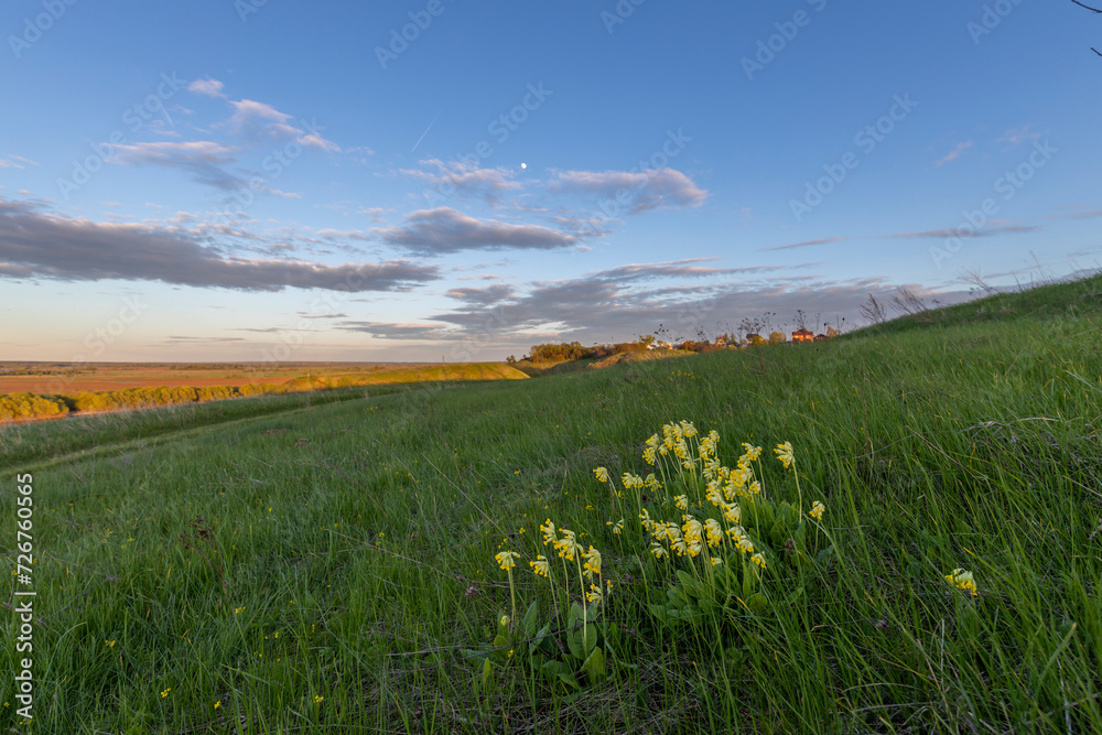 Primrose against the background of a hill with young green grass. Blue sky above the horizon and in the sky there is a moon and clouds.