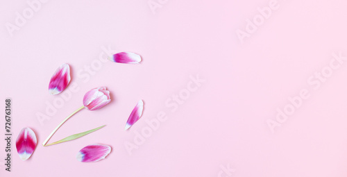 One tulip with petals on a pink background.