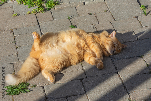 A ginger cat sunbathes on warm stones