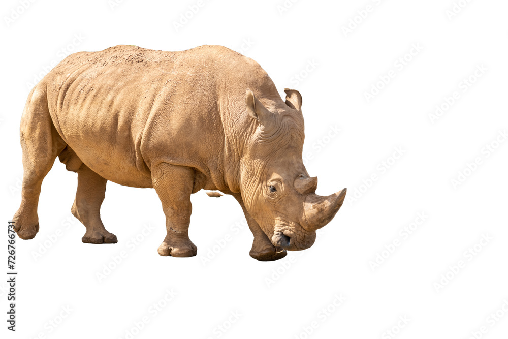 Fototapeta premium Portrait of a rhinoceros on a transparent background